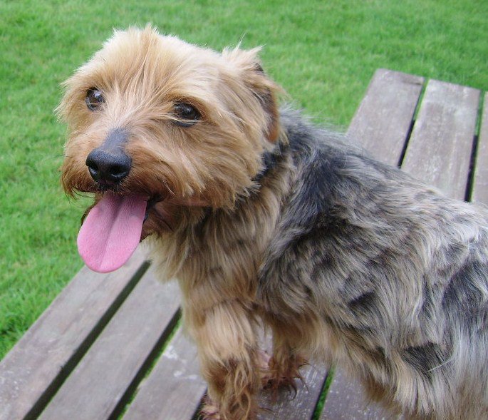 Lost Dog in Cork